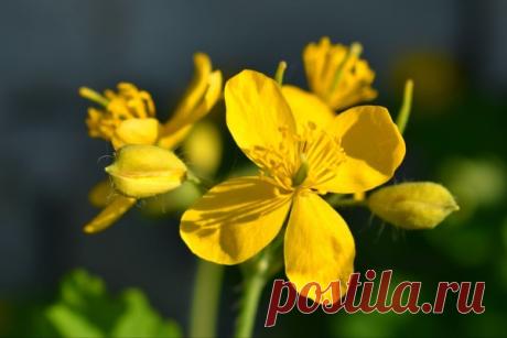 ЧИСТОТЕЛ - РЕЦЕПТЫ – """ЖИЗНЬ В ЛЮБВИ, пользователь Ирина Григорьева | Группы Мой Мир
