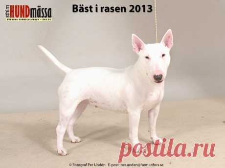 MINIATYRBULLTERRIER Domare: JOHANSSON KARL-ERIK  INFINITY ILLAI FRIENDLY BULLS  Ägare: MILLA STRANDHEIM, GÖTEBORG, NORGE Uppfödare: HRDLICKOVA DENISA, SLOVAKIEN
