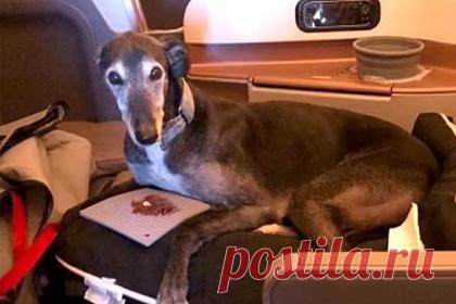 Собака облетела полмира в бизнес-классе самолета ради помощи хозяйке. Собака породы борзая по кличке Льюис (Lewis) облетела полмира в бизнес-классе самолета, помогая своей хозяйке справиться со стрессом. Американка Мэри Майстер (Mary Meister), проживающая в Австралии, решила переехать в Италию после лечения от депрессии и панических атак.