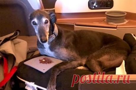 Собака облетела полмира в бизнес-классе самолета ради помощи хозяйке. Собака породы борзая по кличке Льюис (Lewis) облетела полмира в бизнес-классе самолета, помогая своей хозяйке справиться со стрессом. Американка Мэри Майстер (Mary Meister), проживающая в Австралии, решила переехать в Италию после лечения от депрессии и панических атак.