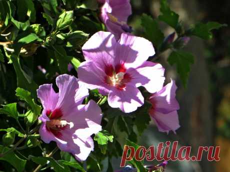 Гибискус роза: посадка и уход в домашних условиях