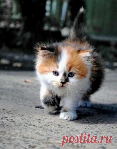 calico - Go Cute Kitty!
