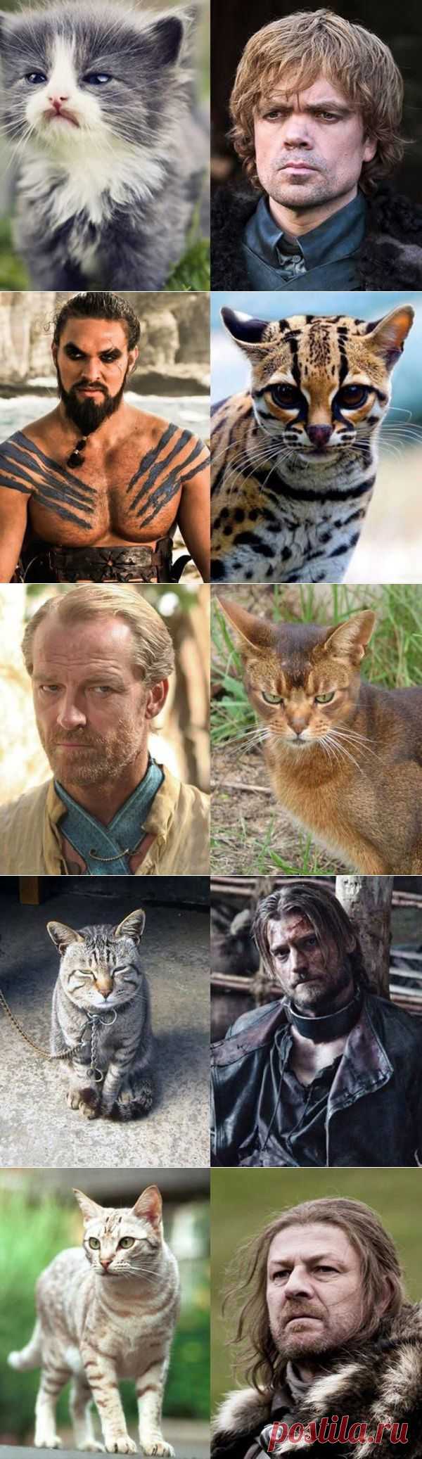 Коты престолов