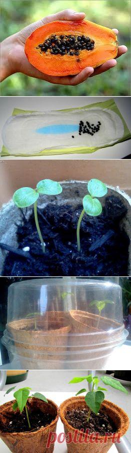Мой личный опыт выращивания ПАПАЙЯ из семян. ~ My GARDENING