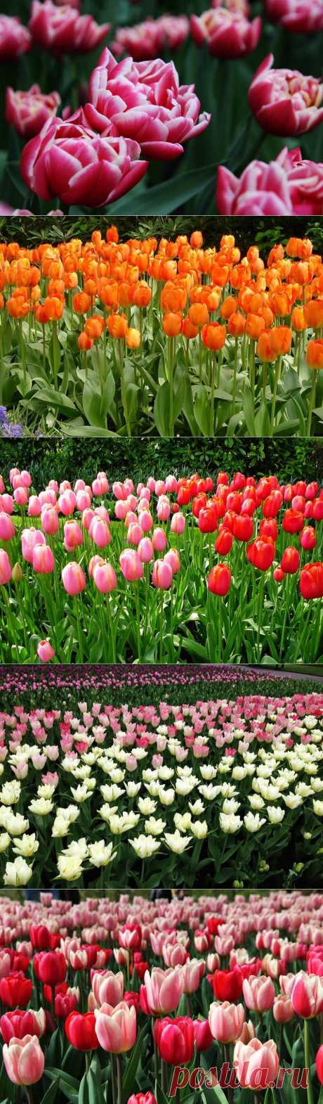 Тюльпаны парка Kёukenhof.