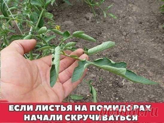 ЕСЛИ ЛИСТЬЯ НА ПОМИДОРАХ НАЧАЛИ СКРУЧИВАТЬСЯ 
Сохраните к себе на стену, чтобы не потерять! 
Причин сворачивания листьев у томатов очень много. Но по характеру скручивания можно точно угадать, чем мы не угодили высаженной рассаде. 
Крутятся кверху «лодочкой» 
Тут всего два виновника: 
1. Картофельная тля, которая сидит на стеблях и, несмотря на мелкие размеры, скручивает листву кверху. Справиться с ней сложности не составит – опрыскайте помидоры любым препаратом от колорадского жука: Танрег,
