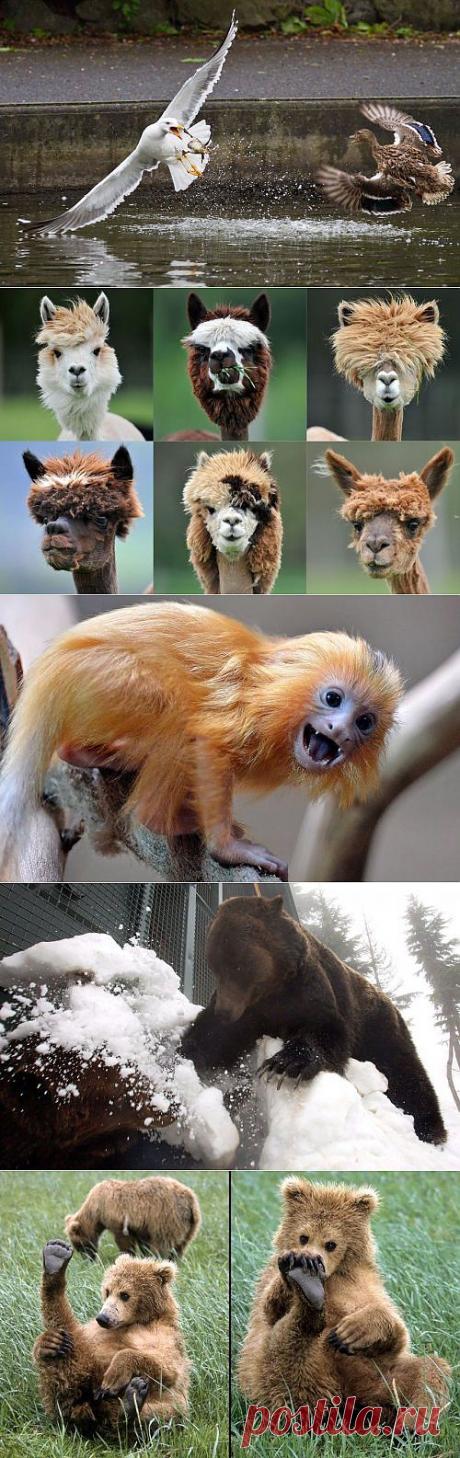 Милые животные