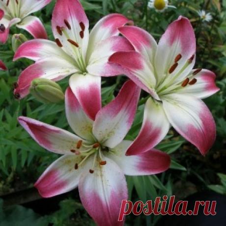 Как сохранить лилии до весны