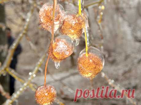 Из альбома &quot;Хрустальный лес&quot;