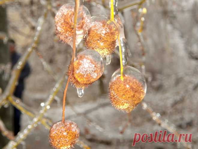 Из альбома "Хрустальный лес"