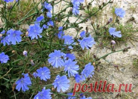 Состав и калорийность цикория
Полезные вещества содержатся во всех частях растения. Листовой салатный цикорий имеет низкое количество жира. Его калорийность – 23 ккал на 100 гр. продукта.
В составе цикория много белка, клетчатки, железа и кальция и фитохимических препаратов, таких как витамин С, каротиноиды, лютеин, фолиевая кислота, магний и витамин К, кумарины, танины, мономерные флавоноиды и сесквитерпеновые лактоны:
Фруктополисахариды. Инулин от 11% в свежем виде и до 40% в сушеном на 100 гр