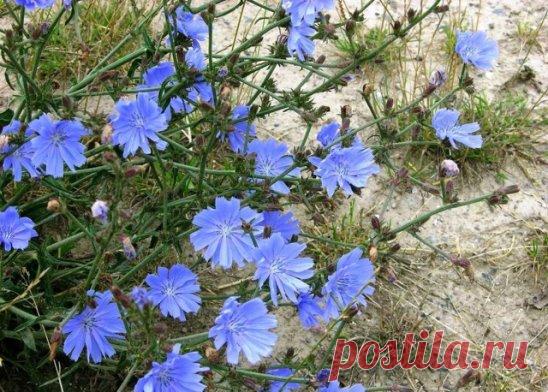 Состав и калорийность цикория
Полезные вещества содержатся во всех частях растения. Листовой салатный цикорий имеет низкое количество жира. Его калорийность – 23 ккал на 100 гр. продукта.
В составе цикория много белка, клетчатки, железа и кальция и фитохимических препаратов, таких как витамин С, каротиноиды, лютеин, фолиевая кислота, магний и витамин К, кумарины, танины, мономерные флавоноиды и сесквитерпеновые лактоны:
Фруктополисахариды. Инулин от 11% в свежем виде и до 40% в сушеном на 100 гр