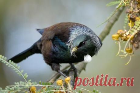 Tui | New Zealand Birds Online