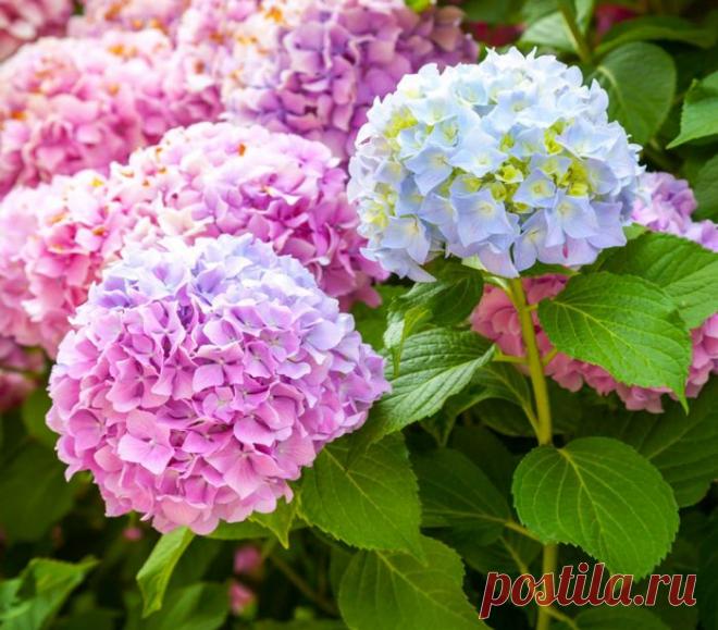 Гортензия: посадка и уход в открытом грунте, виды с фото и названиями