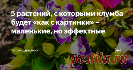 5 растений, с которыми клумба будет «как с картинки» – маленькие, но эффектные В разгар дачного сезона каждый день в саду ещё красивее предыдущего, притом настолько, что у меня уже памяти в телефоне не хватает – в очередной приезд в сад к родителям фотографирую всё и в разных ракурсах. Сегодня покажу цветы, которые вроде и небольшие в размерах, но настолько красивые и эффектные, что заслуживают внимания отдельной статьёй. Целозия В первый раз целозию мама посадила не по св...