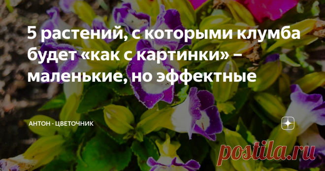 5 растений, с которыми клумба будет «как с картинки» – маленькие, но эффектные В разгар дачного сезона каждый день в саду ещё красивее предыдущего, притом настолько, что у меня уже памяти в телефоне не хватает – в очередной приезд в сад к родителям фотографирую всё и в разных ракурсах. Сегодня покажу цветы, которые вроде и небольшие в размерах, но настолько красивые и эффектные, что заслуживают внимания отдельной статьёй. Целозия В первый раз целозию мама посадила не по св...