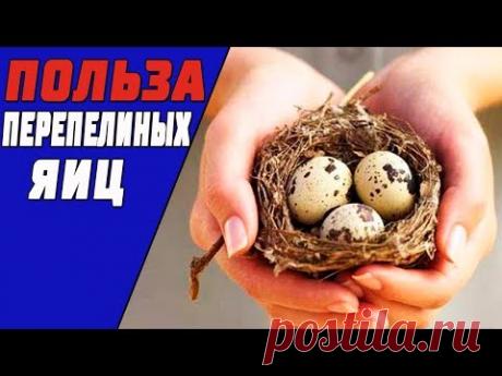 Если Кушать Перепелиные Яйца Каждый День, То Навсегда Избавишься От....
