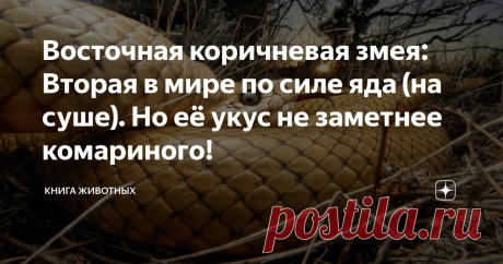 Восточная коричневая змея: Вторая в мире по силе яда (на суше). Но её укус не заметнее комариного! Статья автора «Книга животных» в Дзене ✍: Закон подлости — это когда одна из самых ядовитых змей в мире по совместительству является ещё и самой распространенной.