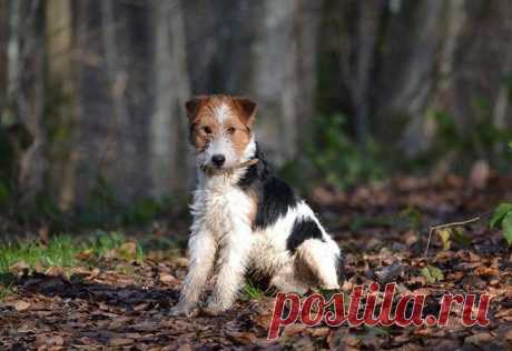 Порода собак фокстерьер