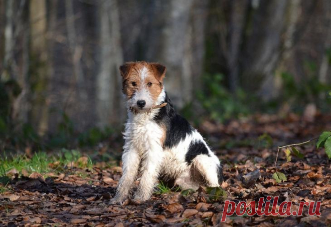 Порода собак фокстерьер