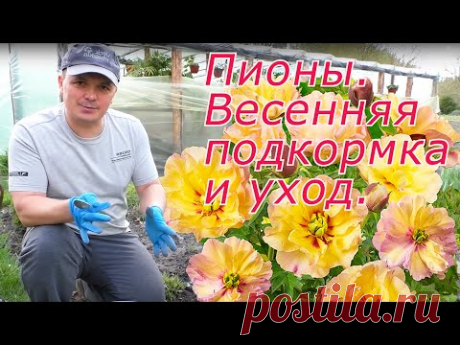 Пионы будут яркие и крупные! Весенняя подкормка и уход.