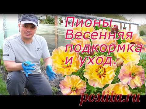 Пионы будут яркие и крупные! Весенняя подкормка и уход.