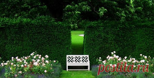 Живая изгородь- эстетика и практичность на вашем участке | СтройПозитив