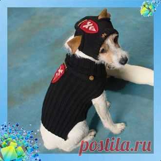 Шапка капор для собаки.