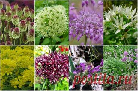 Аллярий - луковый альпинарий - Садоводка