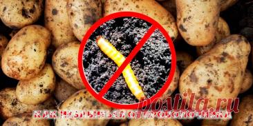 Как избавиться от проволочника: эффективные методы борьбы - Сад и огород