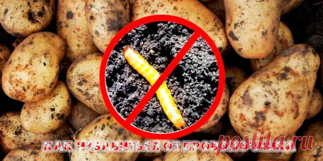 Как избавиться от проволочника: эффективные методы борьбы - Сад и огород