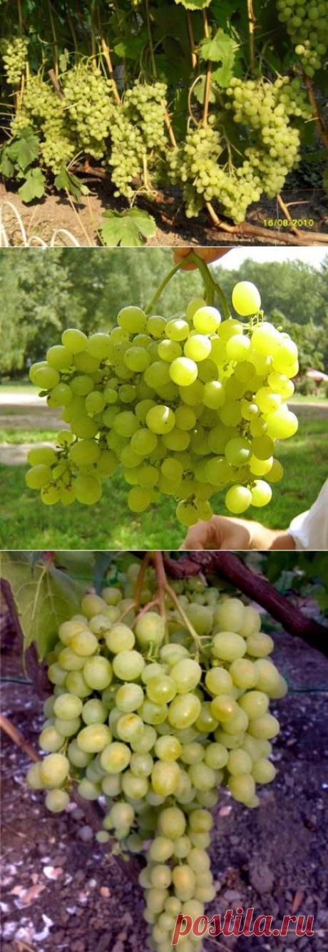 Виноград Алешенькин