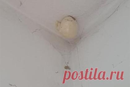 Девушка сфотографировала таинственное «яйцо» и озадачила интернет. Пользовательница Facebook Эми опубликовала фотографию, на которой запечатлела похожий на яйцо объект, появившийся на потолке в шкафу сына ее подруги. Сообщение девушки вызвало бурную реакцию в соцсети. Некоторые пользователи побоялись, что «яйцо» может быть гнездом пауков или других опасных насекомых.