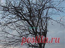 Весенние работы в саду | Строим своими руками