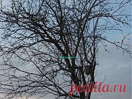 Весенние работы в саду | Строим своими руками