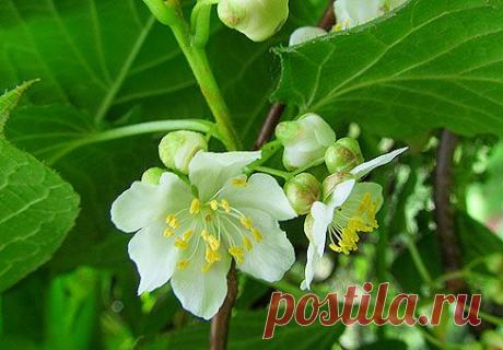 Актинидия — лиана