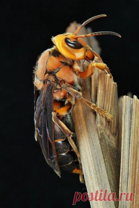 Asian Giant Hornet