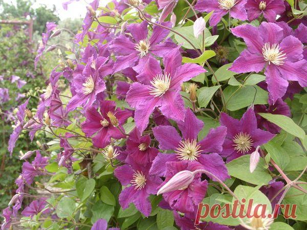 Крупноцветовые клематисы
