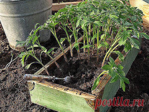 Рассаду помидоров поливают раствором йода для более быстрого роста (1 капля на три литра). После применения этого раствора рассада зацветёт быстрее, а плоды будут крупнее. Может йод защитить помидоры и от фитофторы. Для этого Вам понадобятся несколько капель йода и 250 грамм молока, смешайте их с 1 литром воды.

Раствор - одна капля йода на три литра воды, этим йодным раствором надо один раз полить рассаду томатов. От этого увеличиться продуктивность и будут побольше плоды...