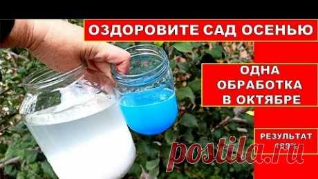 ОПРЫСКАЙ САД ПЕРЕД ЗИМОЙ, БОЛЕЗНЕЙ И ВРЕДИТЕЛЕй НЕ БУДЕТ! Истребляющая Обработка сада осень | Нина К Дача Огород и не только | Дзен