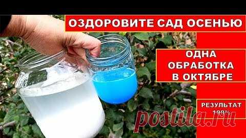 ОПРЫСКАЙ САД ПЕРЕД ЗИМОЙ, БОЛЕЗНЕЙ И ВРЕДИТЕЛЕй НЕ БУДЕТ! Истребляющая Обработка сада осень | Нина К Дача Огород и не только | Дзен