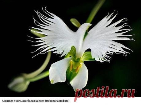 Голубь Мира.