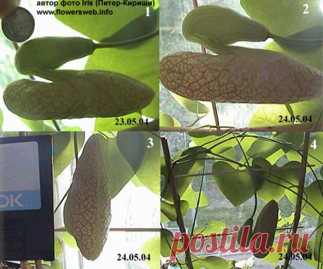 Аристолохия (Кирказон) - Все о комнатных растениях на flowersweb.info