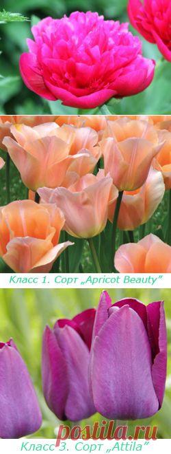 Какие бывают тюльпаны? | НА ЗАВАЛИНКЕ