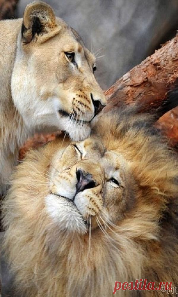 Lion And Lioness – The Royal Couple At Their Best - Tail and Fur