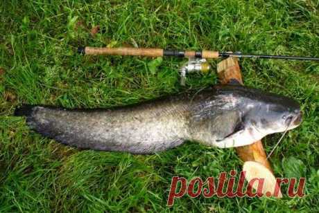 Как найти сома / Богатая добыча