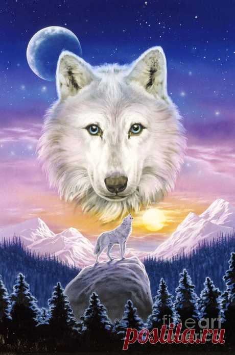 Mountain Wolf by MGL Meiklejohn Graphics Licensing Mountain Wolf Digital Art by MGL Meiklejohn Graphics Licensing