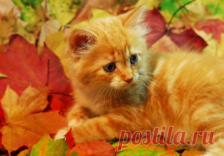 С первым днем октября