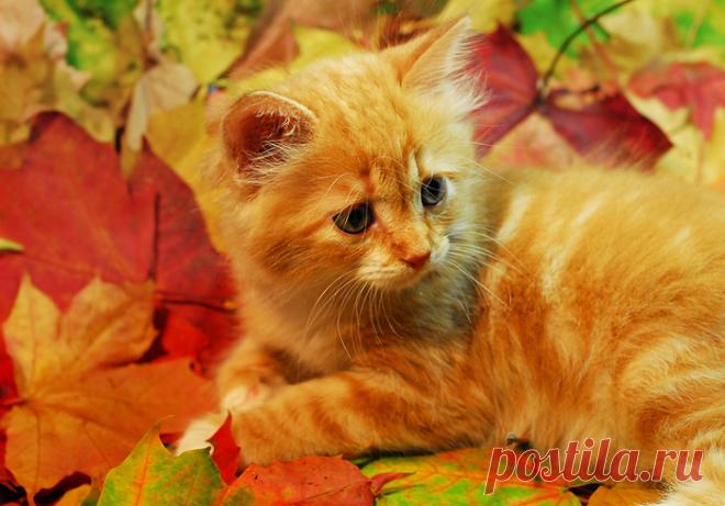 С первым днем октября