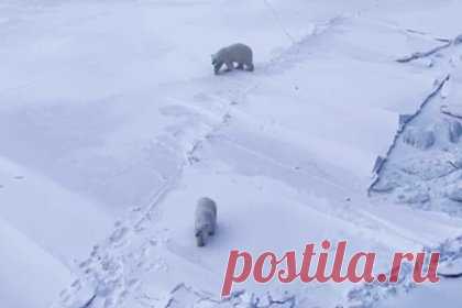 Встречающих экипаж российского ледокола белых медведей сняли на видео. На Таймыре Красноярского края экипаж ледокола «Сибирь» по пути следования встретил семью белых медведей и снял их на видео. На записи видно медведицу с медвежонком, которые вышли прямо к судну. «Медвежонок пытался выпросить у моряков чего-нибудь вкусного», — сообщил «Атомфлот».
